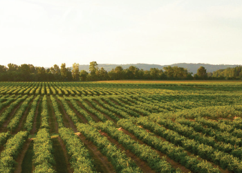 Introducing Our New Food Stories: From Farm to Fork Brochure